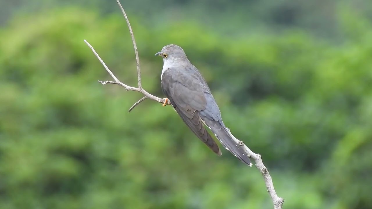 中杜鵑
