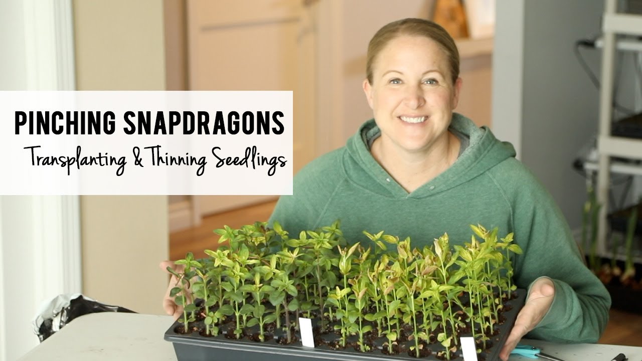 Pinching Snapdragons!  Thinning & Transplanting More Cut Flower Seedlings - Sunshine and Flora