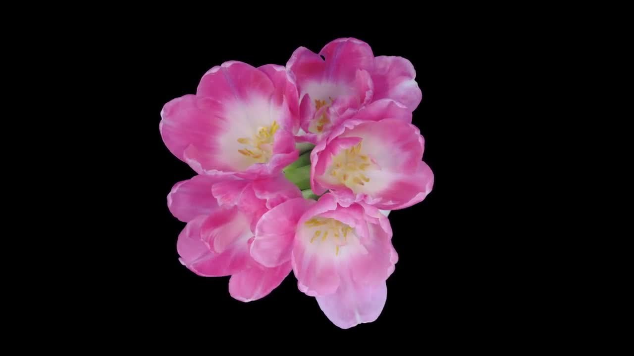Opening Pink Tulips, Top View Stock Video