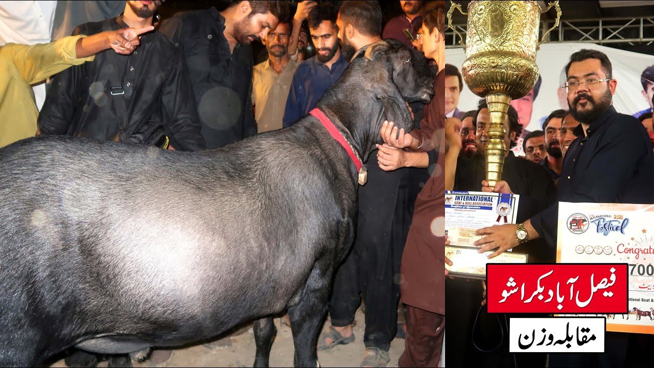 Ahsan Hashmi Win's Faisalabad Bakra Show 2025