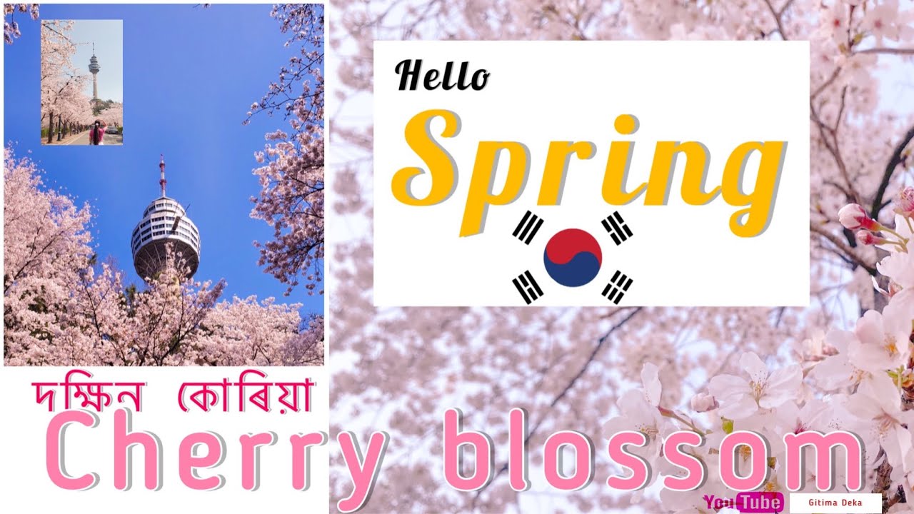 South Korea Cherry Blossom Festival I Spring | Daegu E-world visit I Assamese in Korea I Gitima Deka