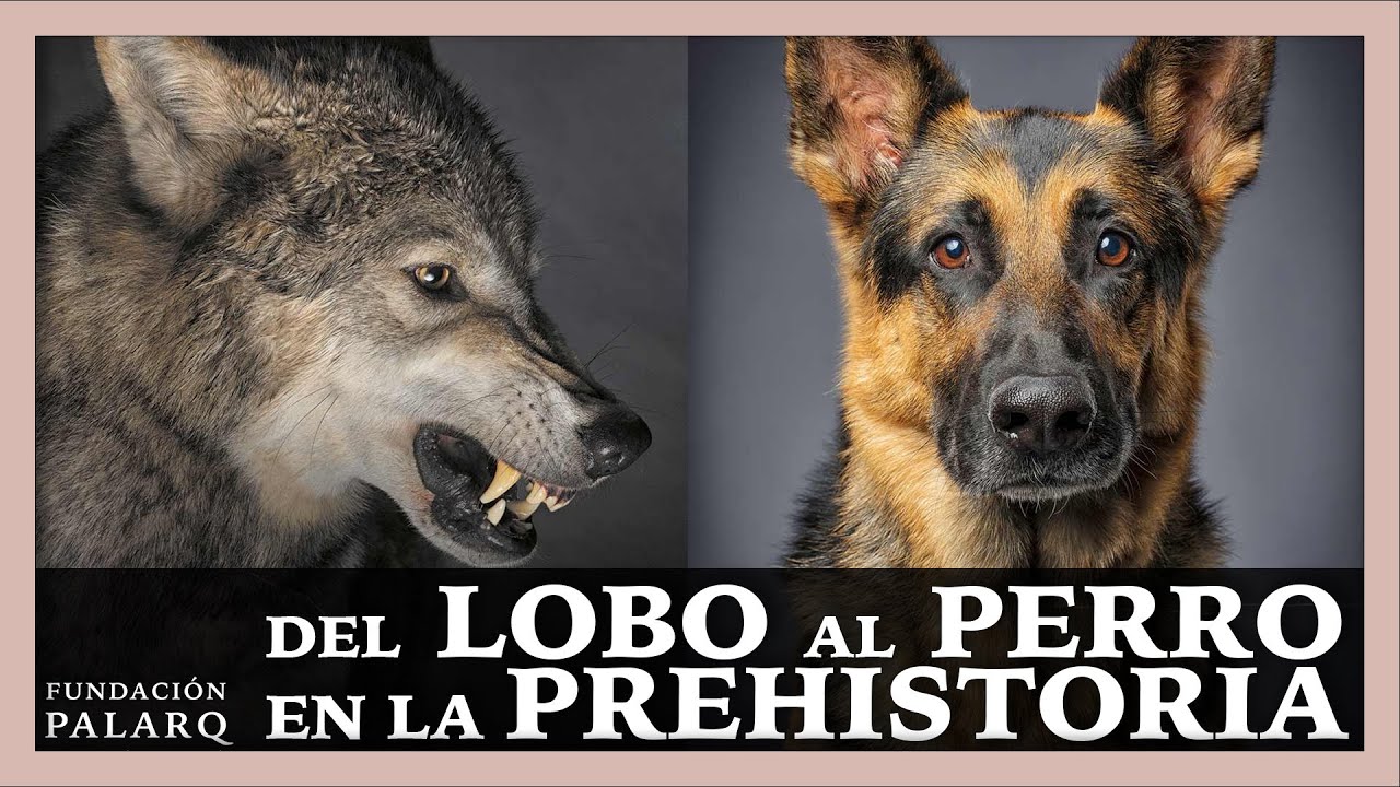 🐕 ¿Cuándo se convirtió el lobo en perro?