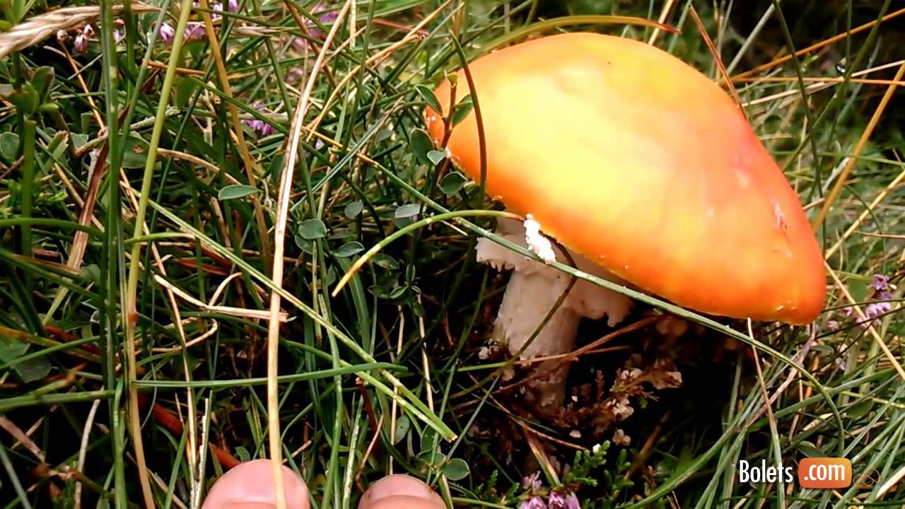 Amanita muscaria o Ou de reig?