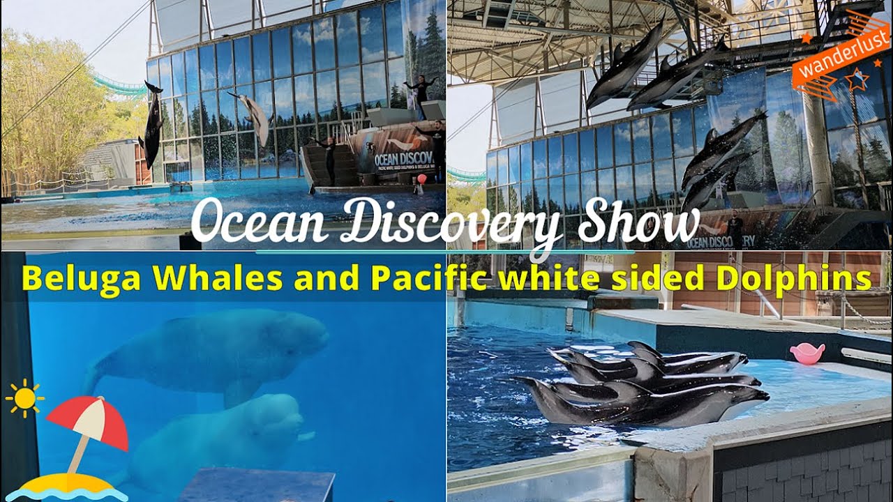 Шоу «Ocean Discovery» | Белухи и тихоокеанские белобокие дельфины | SeaWorld San Antonio | 4K