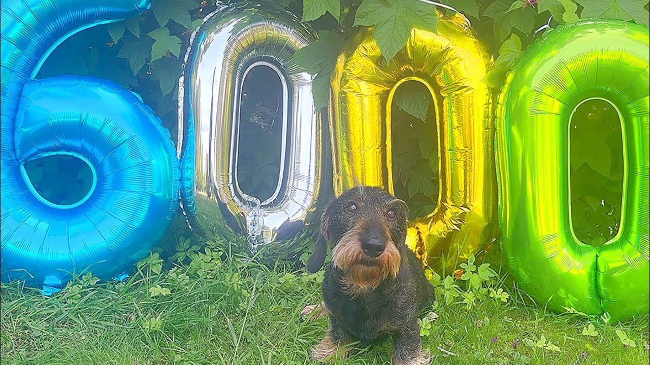 From Dachshund Teddy to You: 6000 Woofs of Gratitude ❤️