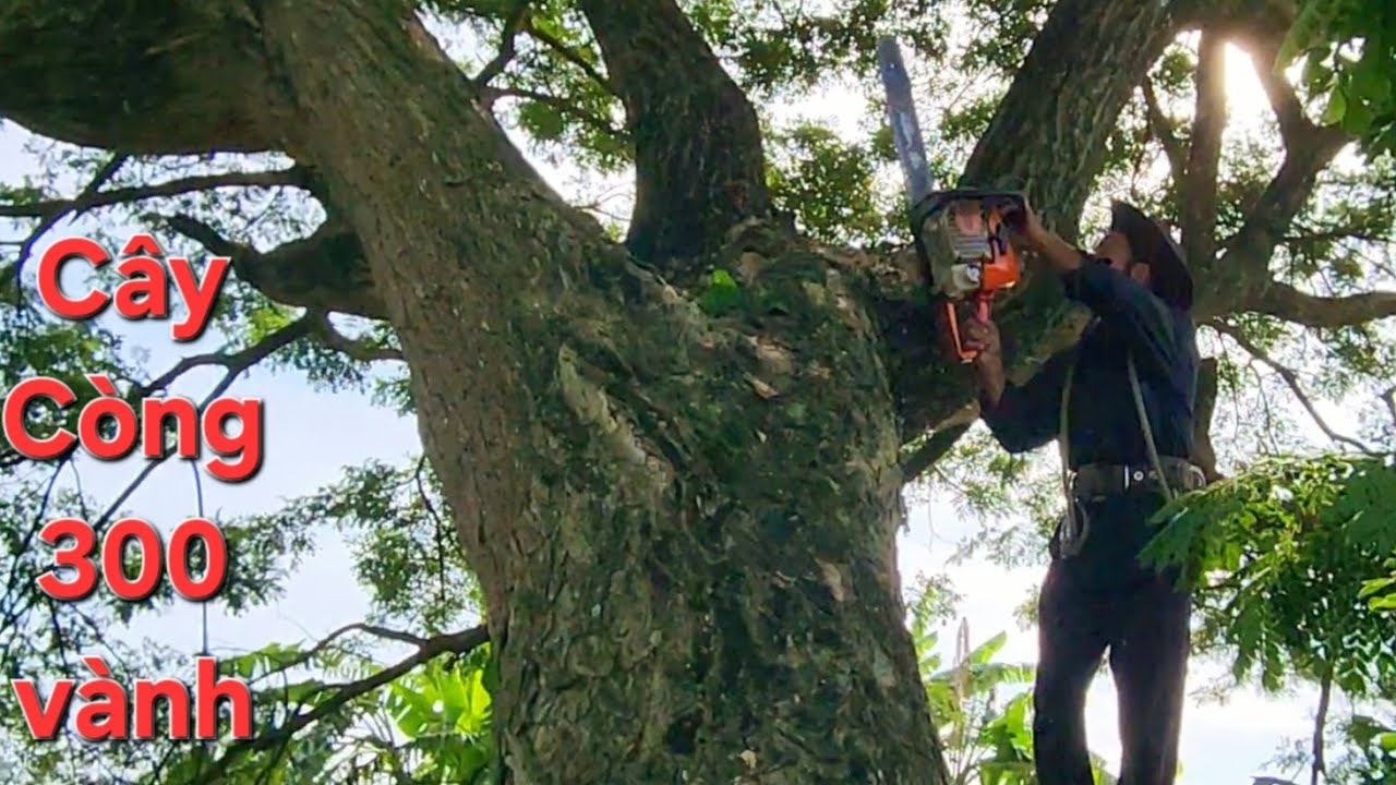 Cưa cây Còng khổng lồ / Sawing a giant Tamarind tree | T580