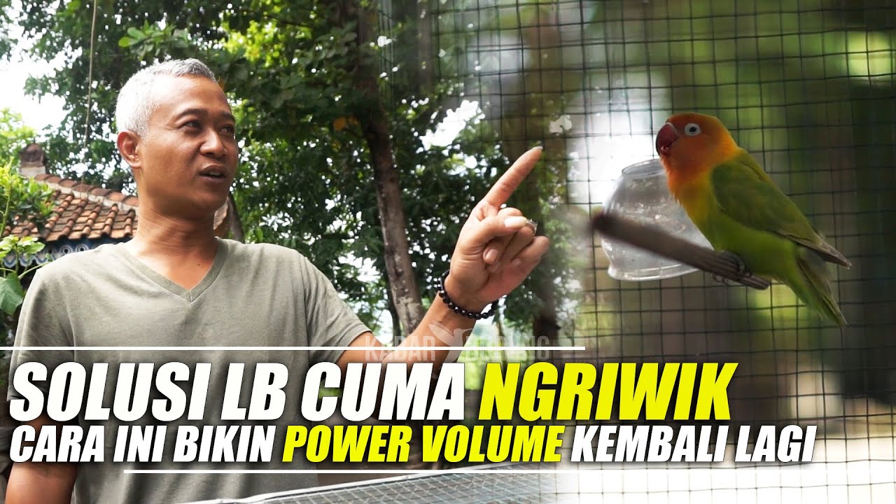 DIJAMIN AMPUH !!! Lovebird Ngriwik Kembali Lagi POWER VOLUMENYA Bersama H Sigit WMP