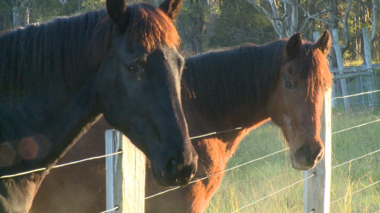 Horse foundation training and equitation science