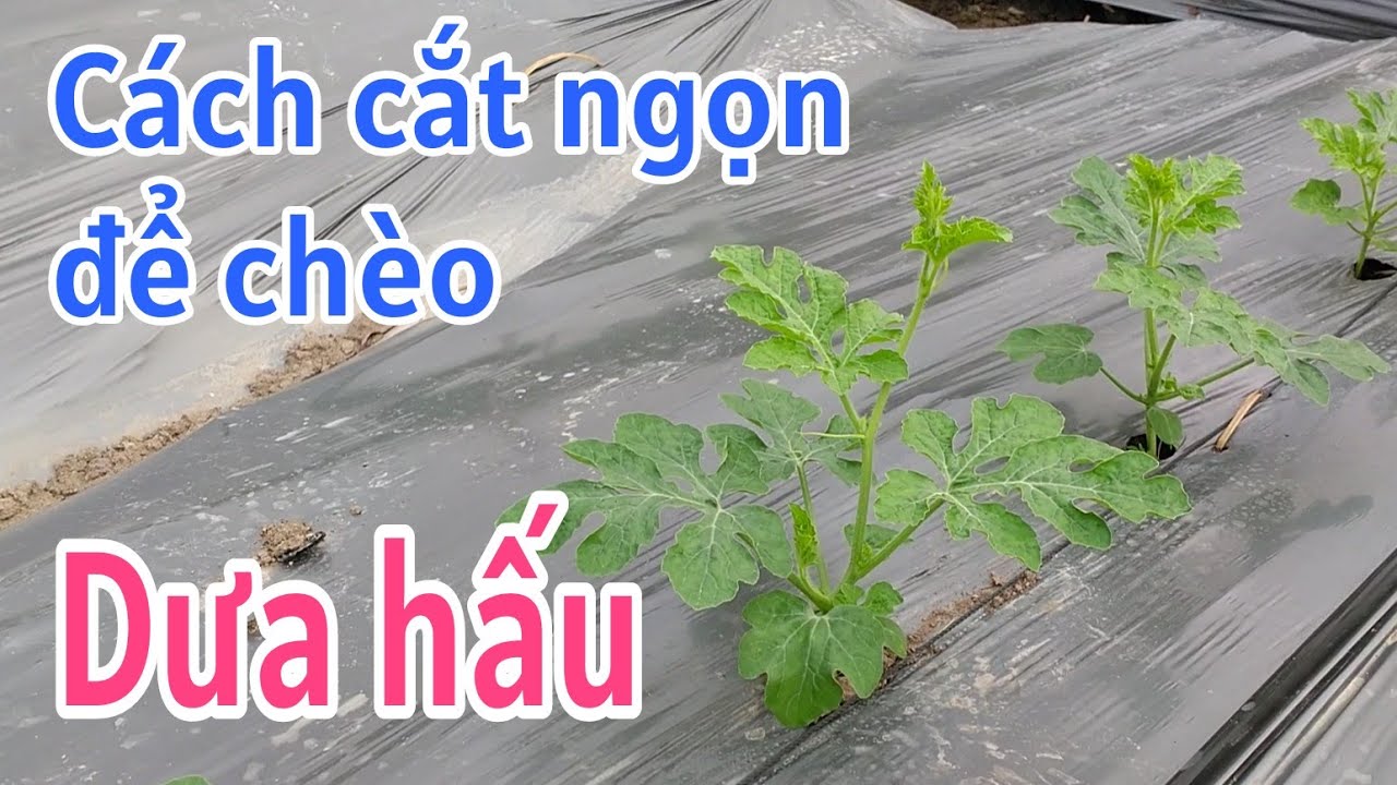 Kỹ thuật trồng dưa hấu: P5-Cách cắt ngọn để chèo dưa hấu