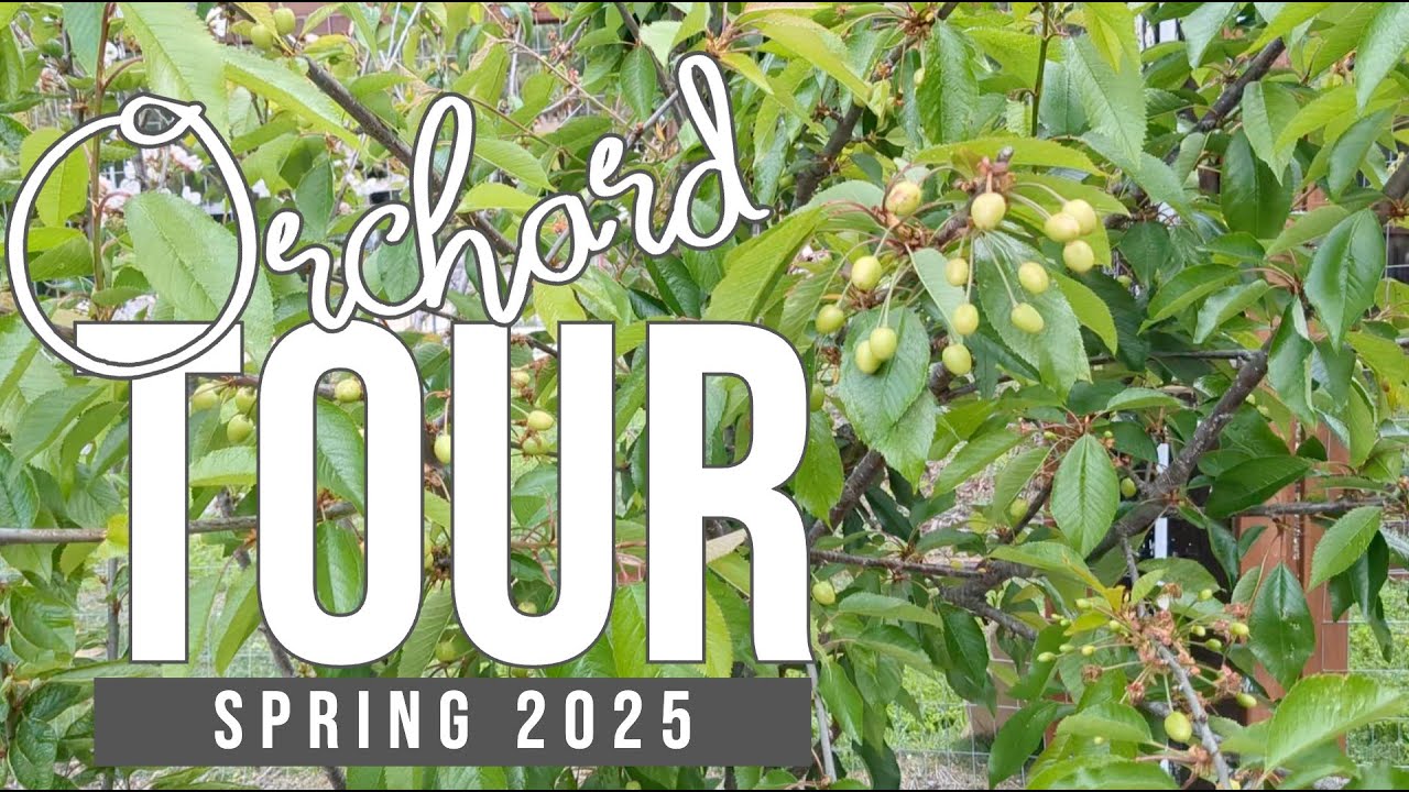 April 2025 Orchard Tour - A peak at some of my 125 fruiting trees, bushes, and vines