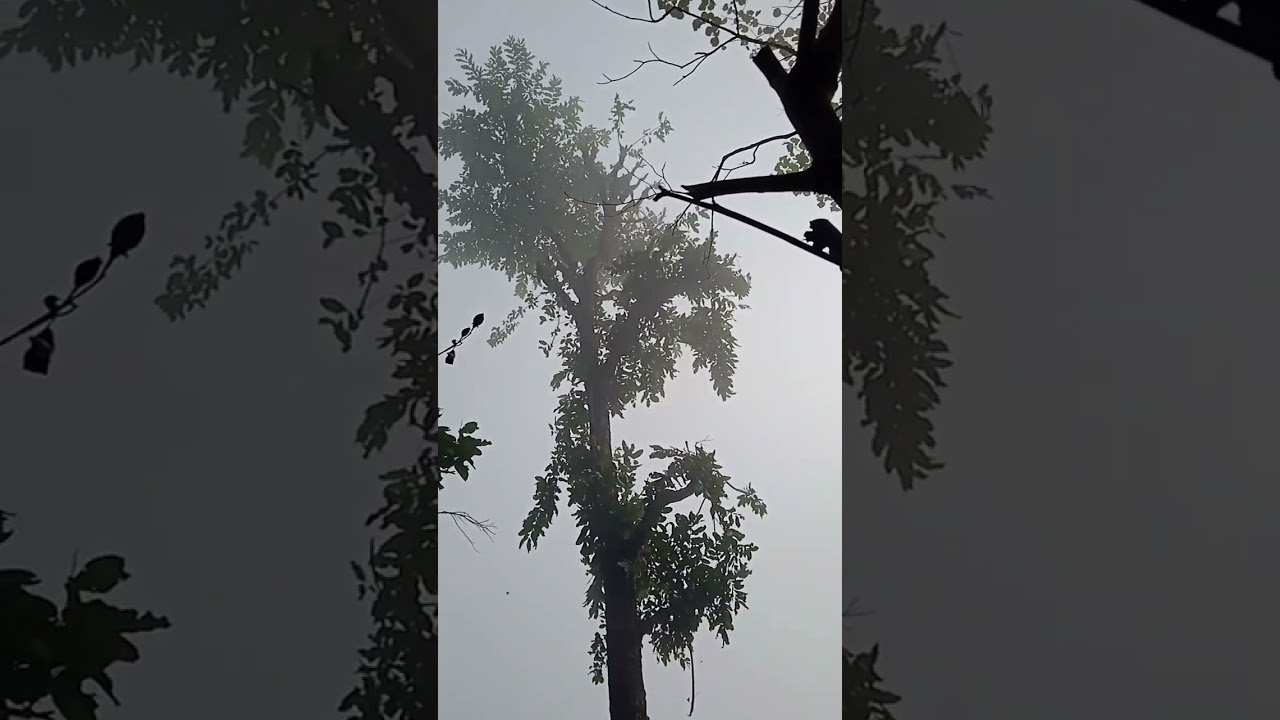 हैट् बाचियो हा हा हा.......