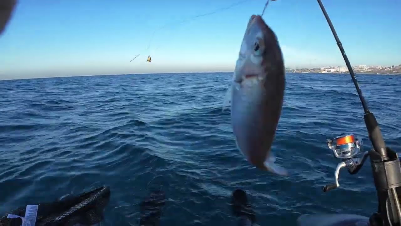 Belly Boat’ta Jigle gelen sürpriz. #fishing #bellyboat #barracuda #fish #