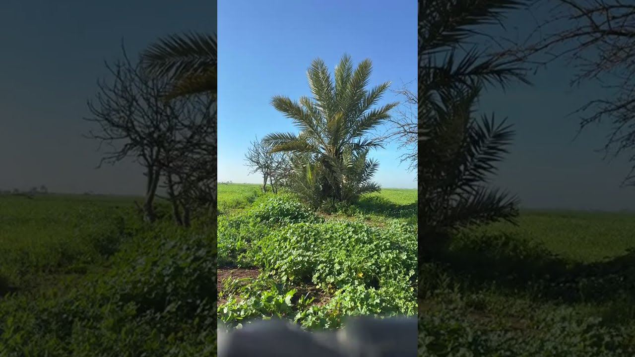 ليوم الحد مكاين حد 🤣🤣🤣🤣