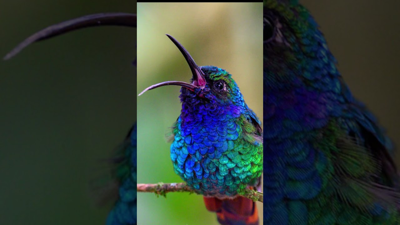 voice of humming bird