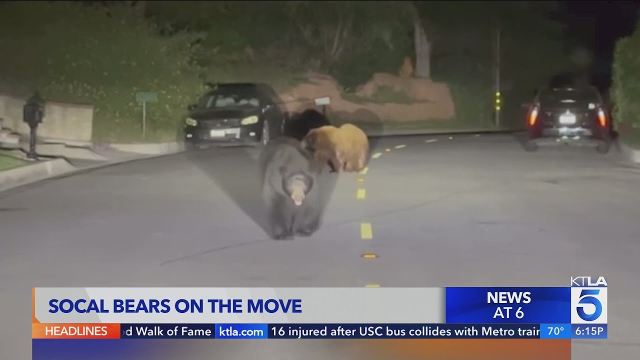 Belly-scratching bear among a surge in recent Southern California sightings | Wild Animals SoCal