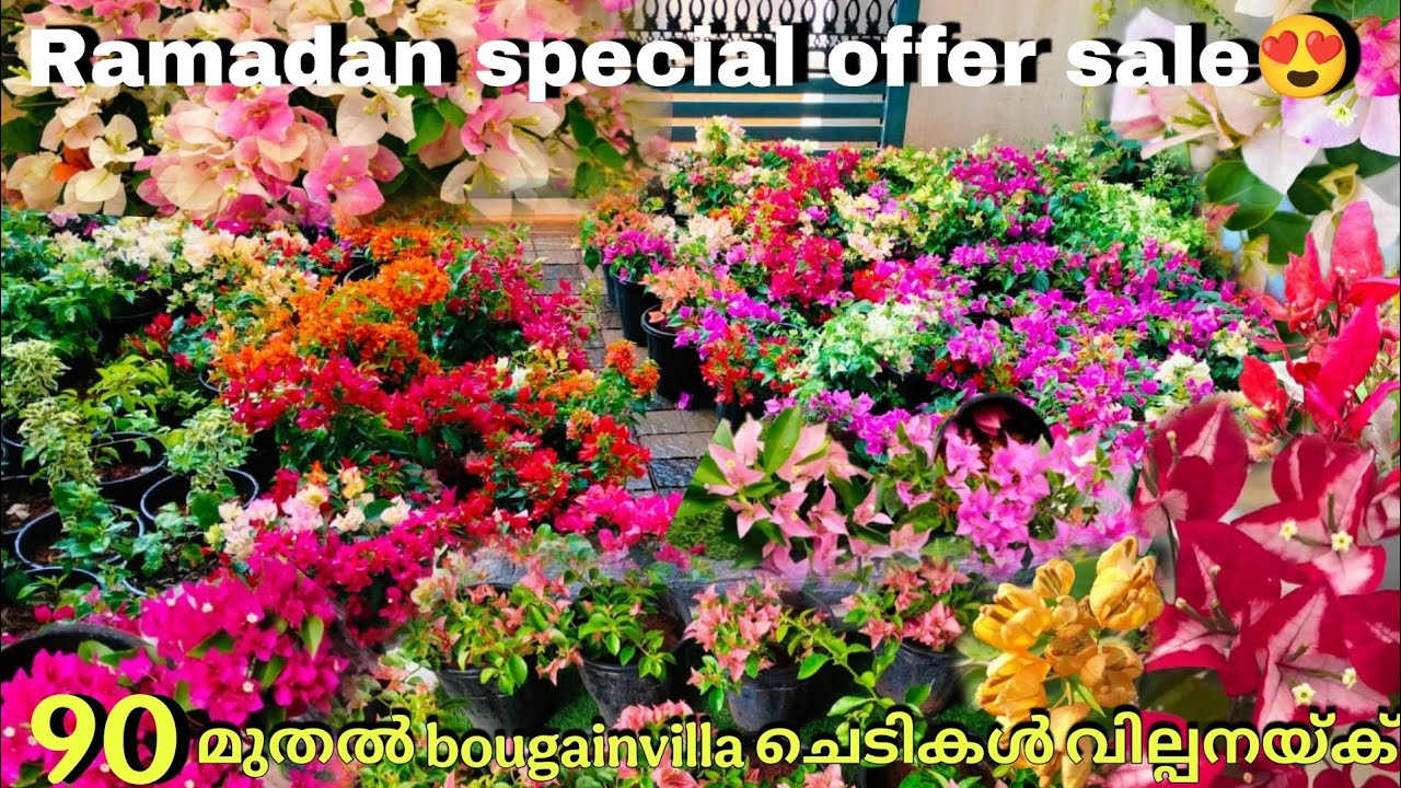 Ramadan special offer sale video😍/90 മുതൽ bougainvillea ചെടികൾ/Online sale malayalam/Fidhus world/