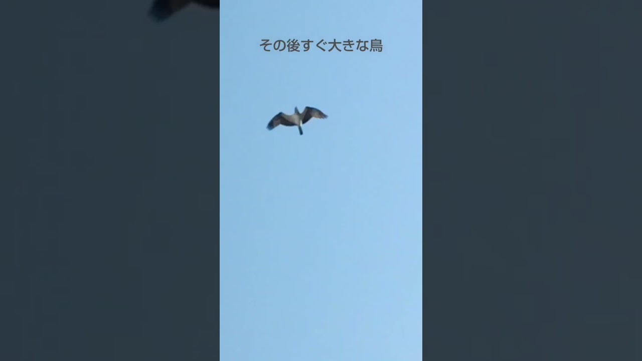 新次元融合？🧚✝️☦️2/20.26🌏💫⚡ 新地球☄️🌞オーバーレイ⚡STUP1/2全 1🛫🦜⚪擬態❔#今日の鳥達と周辺 #mimic #nature #god  #異次元 #空間擬態