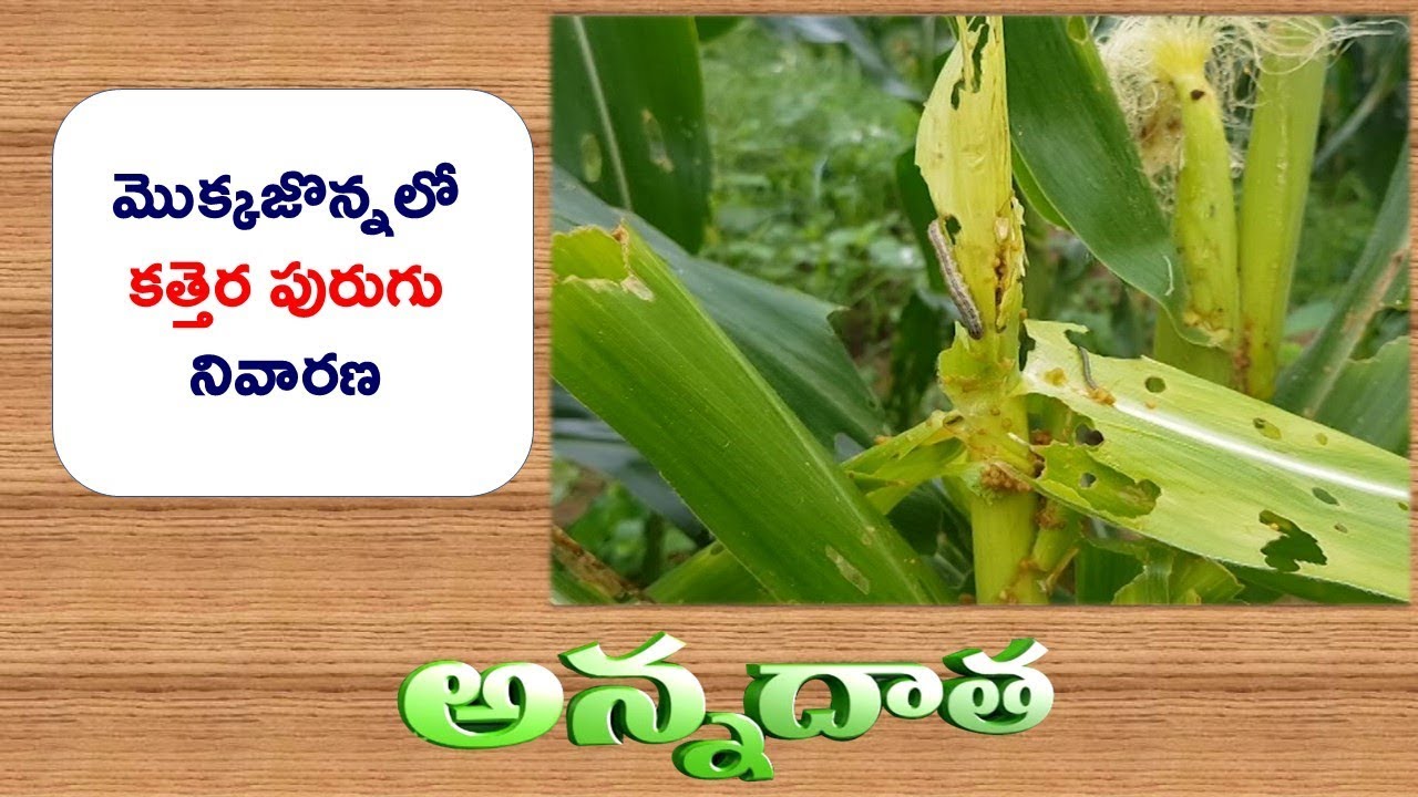 Fall Army Worm (Kathera Purugu) | Damage In Maize  || ETV Annadata