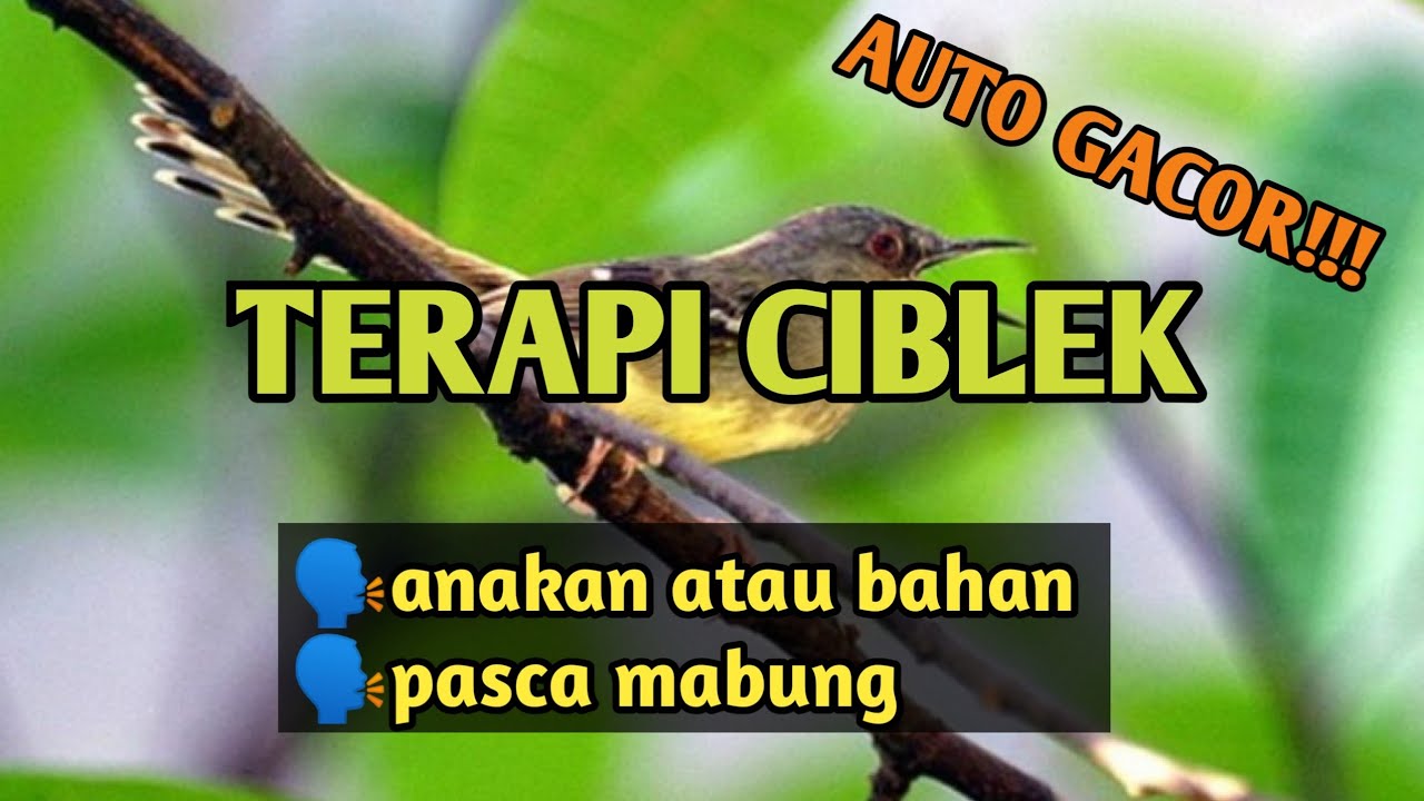 TERAPI MALAM HARI CIBLEK AUTO GACOR