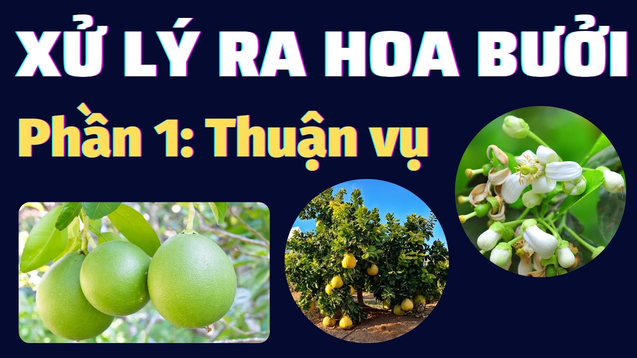 Xử lý ra hoa bưởi | Phần 1: Xử lý thuận vụ: Chặn đọt - Tạo mầm - Xiết nước