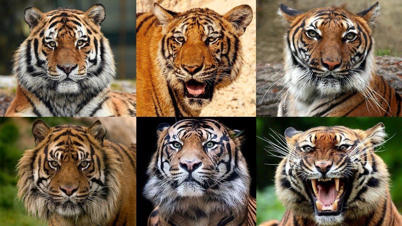 TIGRES! CONHEÇA TODAS AS DIFERENÇAS DAS SUBESPÉCIES DO MAIOR FELINO DO MUNDO!
