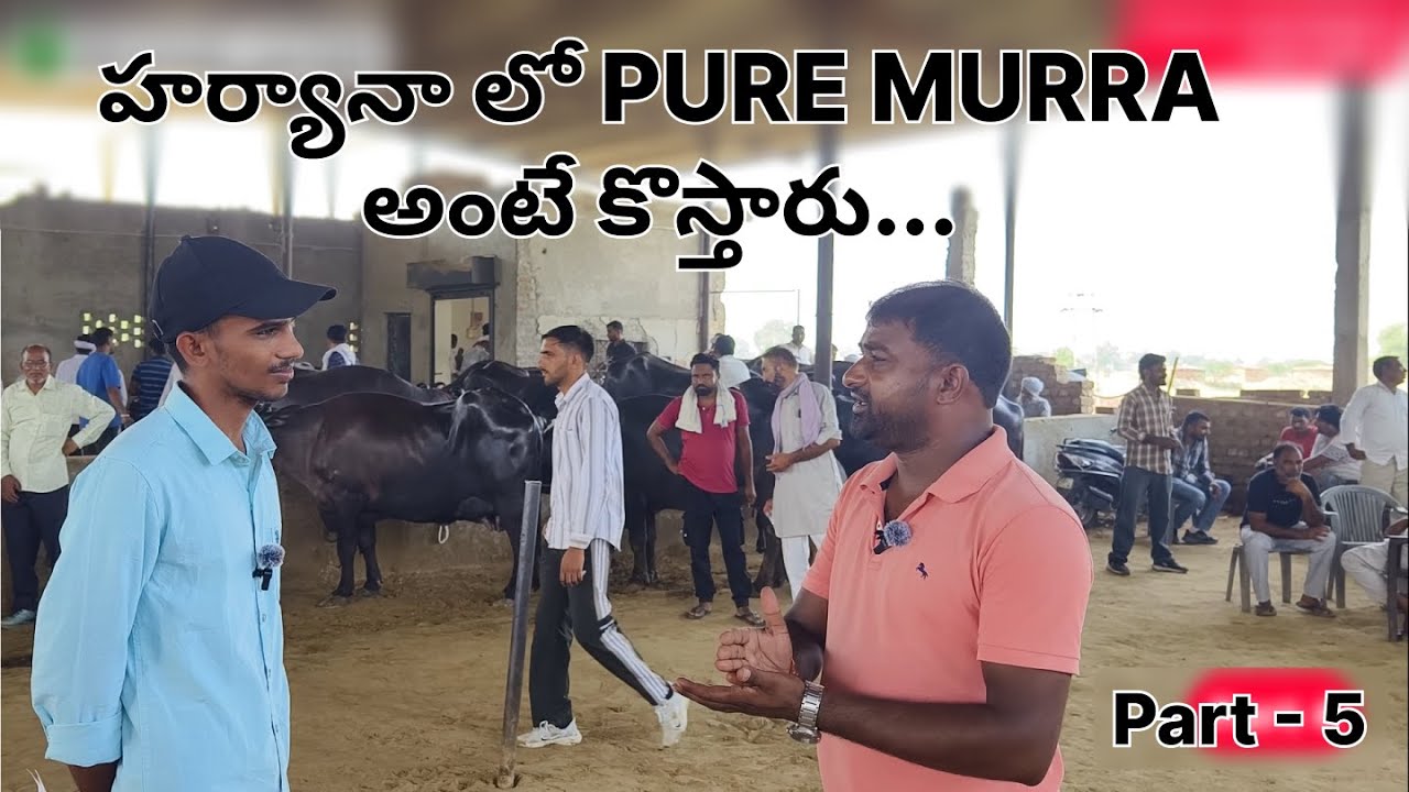 హర్యానా లో PURE MURRA అంటే కొస్తారు... #puremurrahbuffalo #haryana #murra #dairyfarm #Finalpart