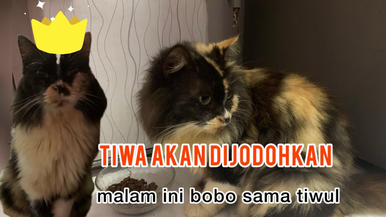 Main Dulu Puas Puasin Sama Tiwa Sebelum Dijodohkan
