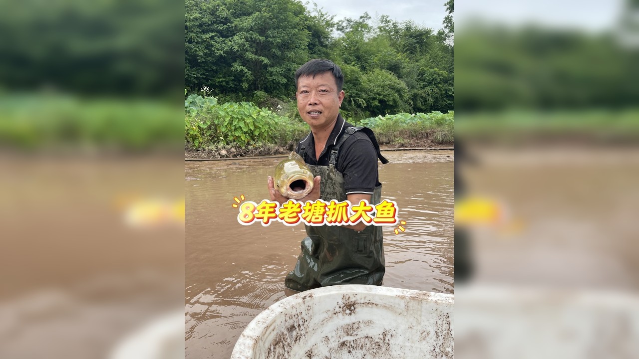 农村大叔养了8年的老鱼塘，抽干水看看鱼有多大