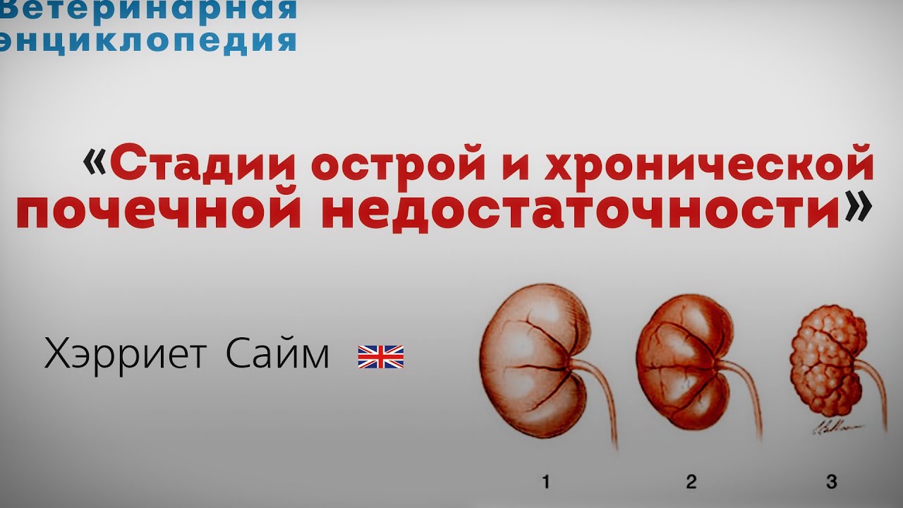 Стадии острой и хронической почечной недостаточности