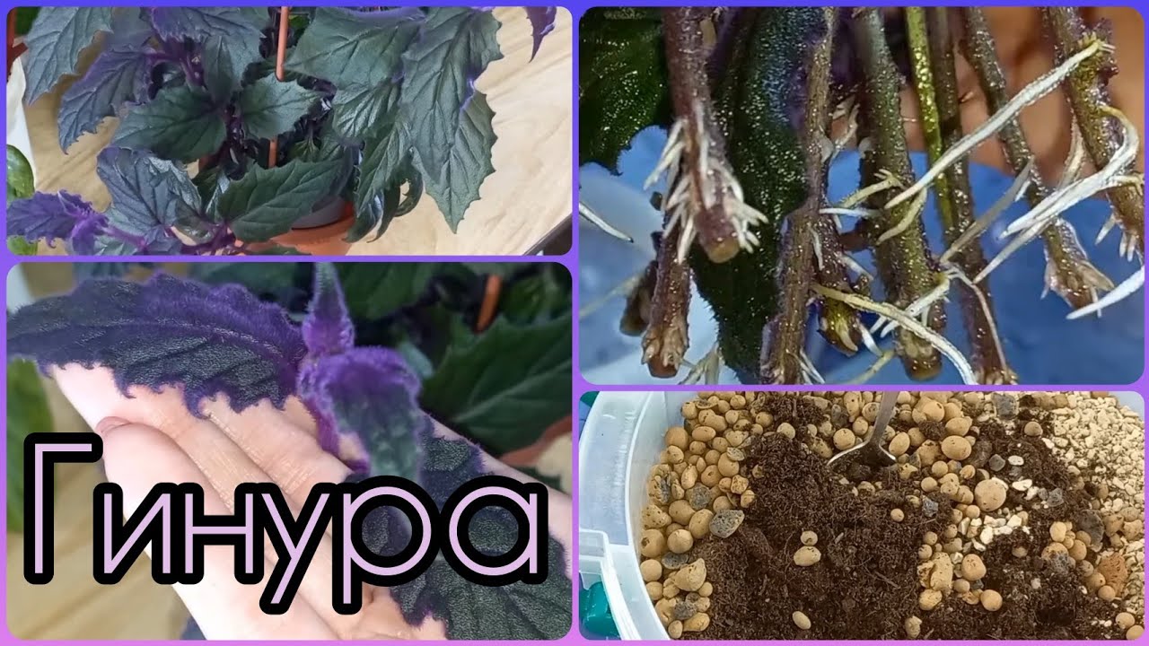 Фиолетовый бархат - растение Гинура💜Все об уходе, размножении, содержании, освещении, грунте, поливе
