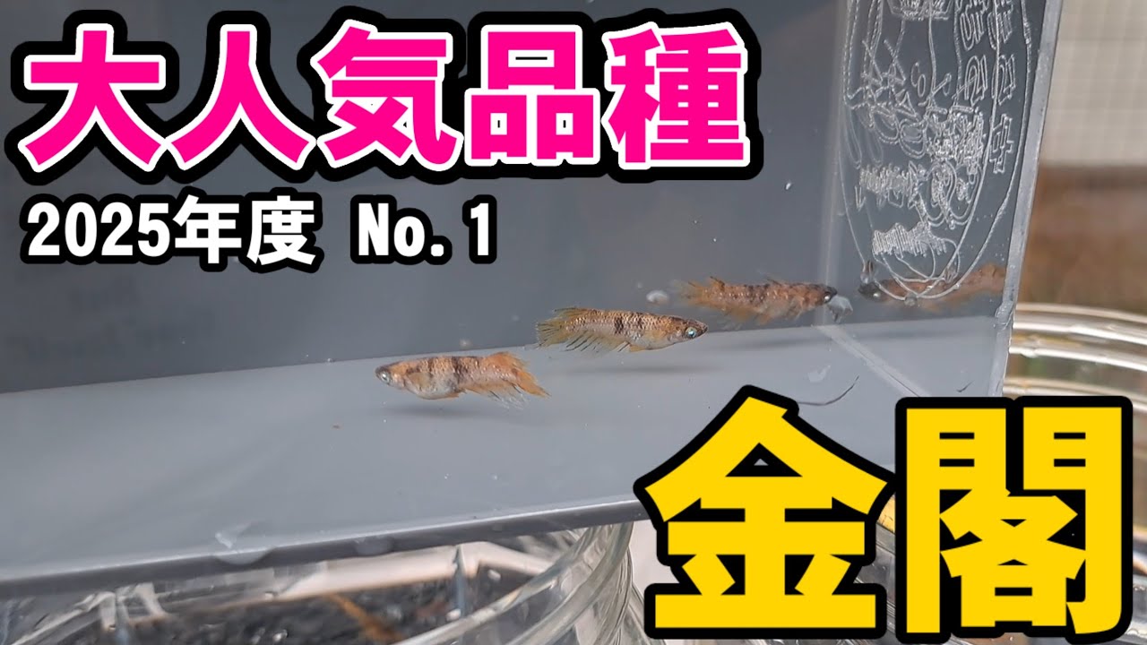 【No.1】大人気品種の金閣と我が家の美虎を比較してみる【2025年度】安らぎAQUAちゃんねる