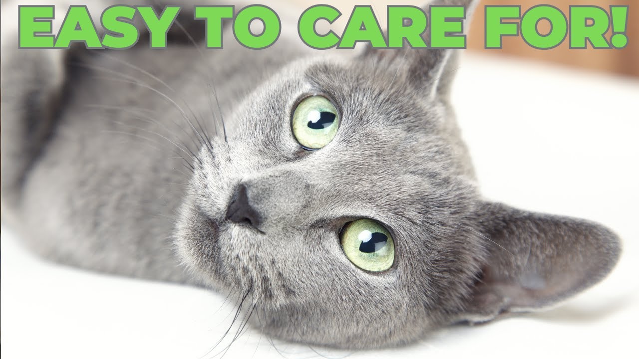 Top 5 Easiest Cat Breeds to Care For 🧼🐈 | Low-Maintenance Cats for Busy Owners