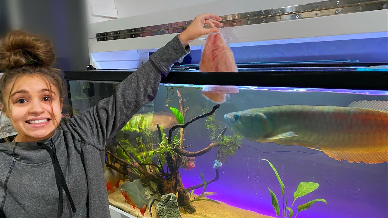 My GIRLFRIEND Feeds All My MONSTER EXOTIC FISH... (Funny)