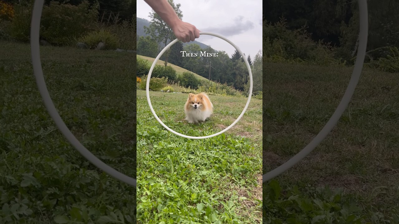 Need i say more?🫢😍 #dog #pomeranian #shorts