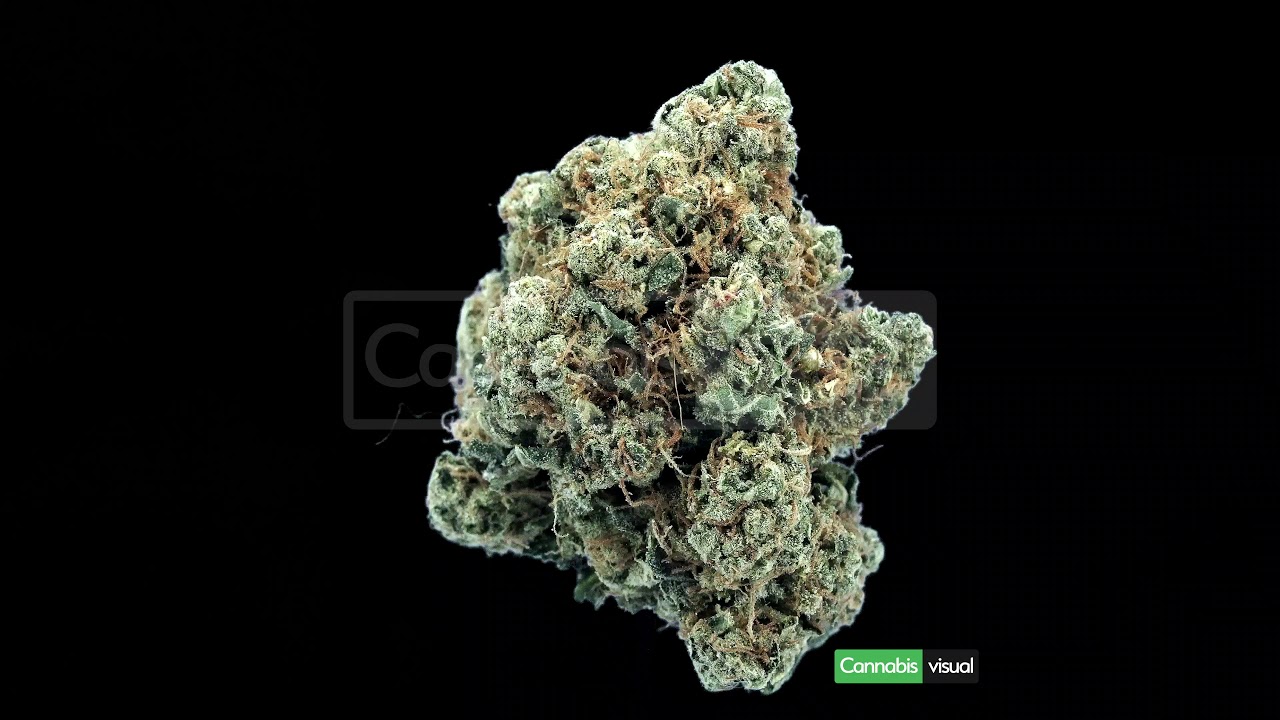 Rolex OG Kush