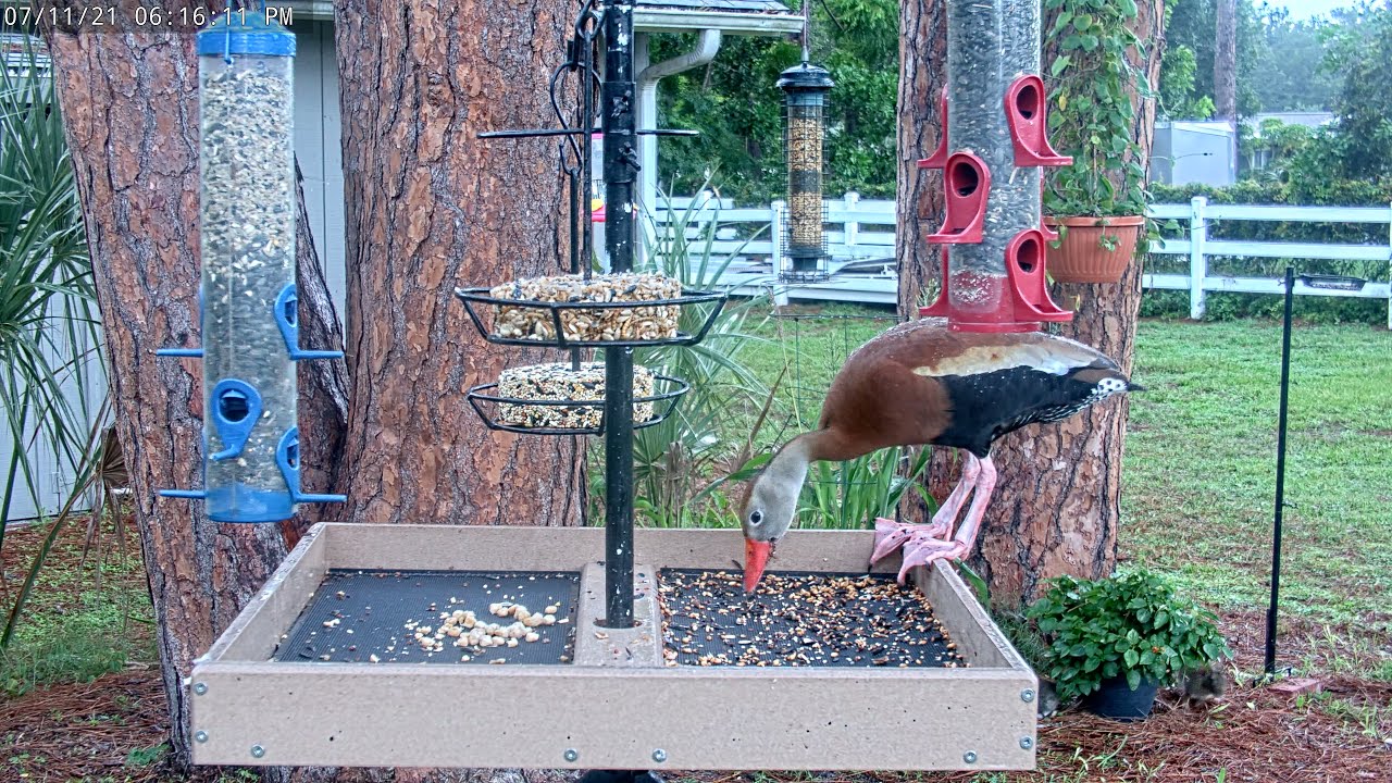 Black-Bellied Whistling Duck Raids Feeder