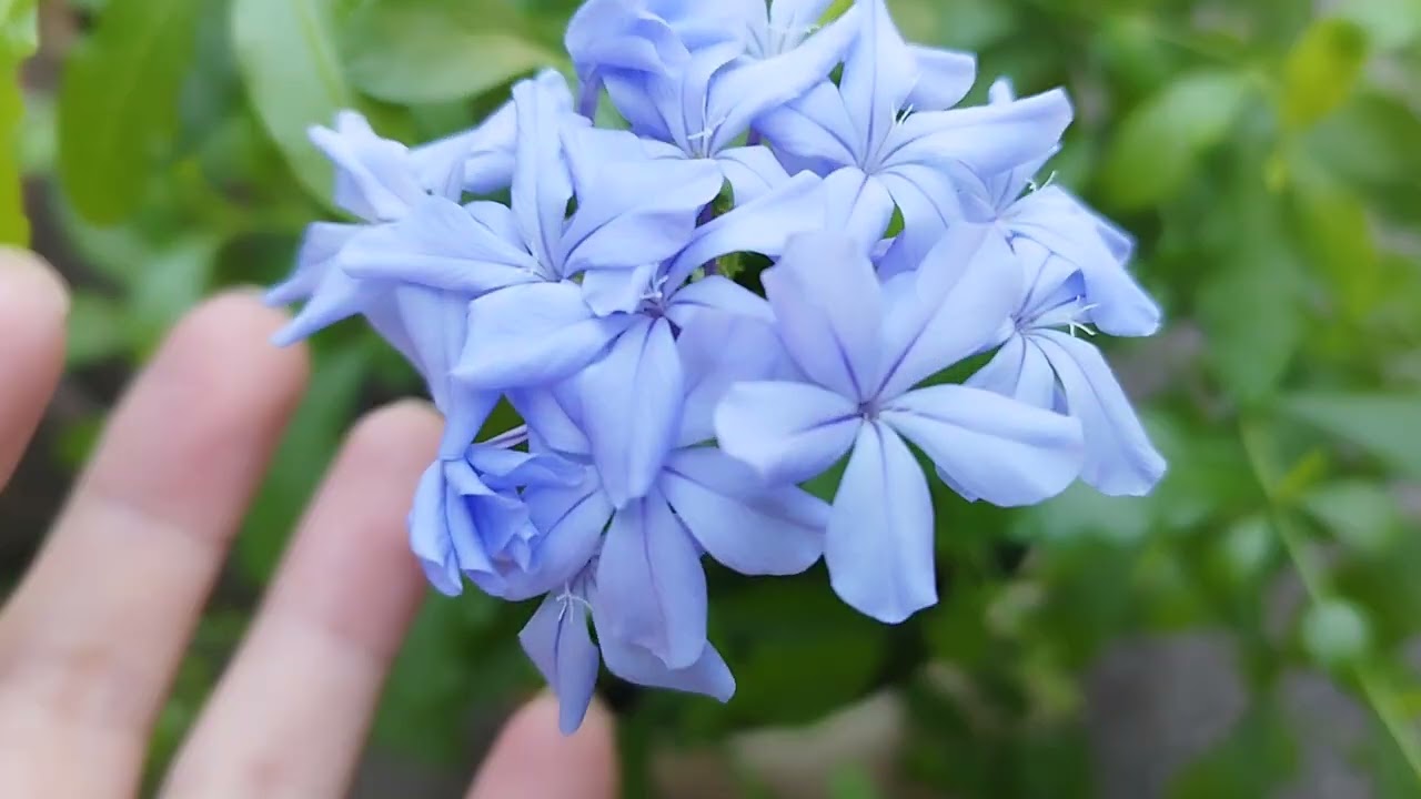 植物小知識17~藍雪花~（Plumbago auriculata）