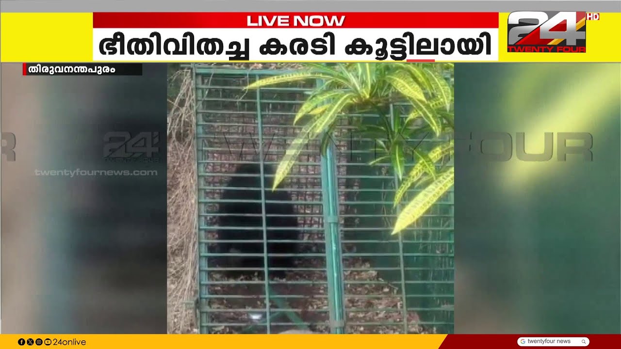 തിരുവനന്തപുരം വിതുരയ്ക്ക് സമീപം കല്ലാറിൽ വനം വകുപ്പിന്റെ കൂടിനുള്ളിൽ കരടി കുടുങ്ങി