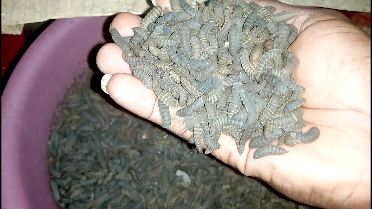 How to manage your PREPUPAE in black soldier fly farming in Nigeria, Ibadan.