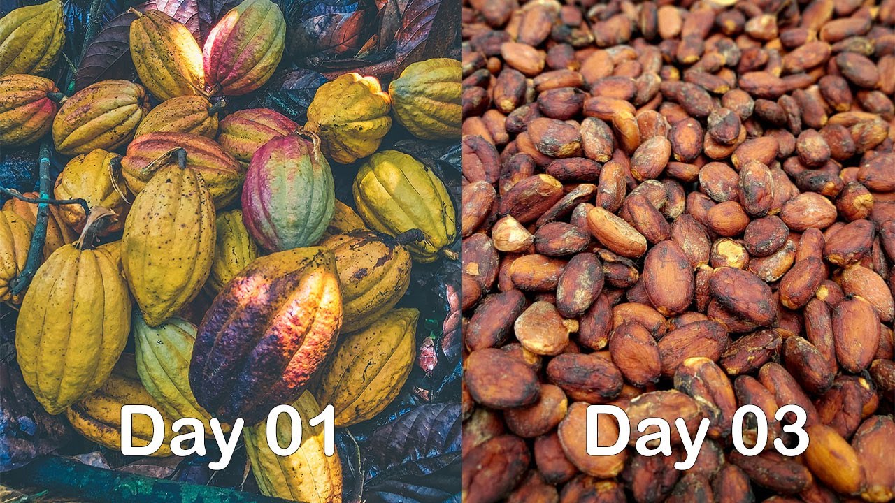 The Way of Drying Cocoa Seeds