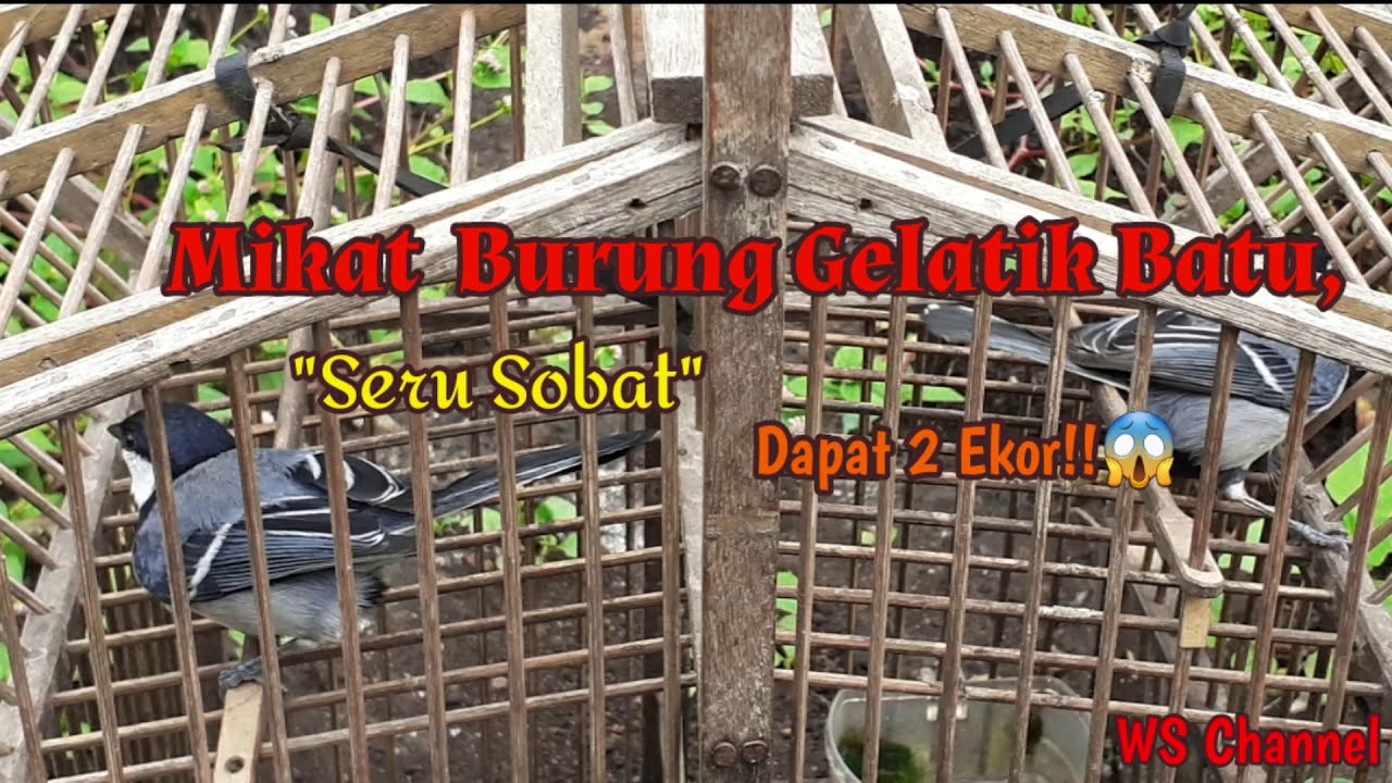 mikat burung Gelatik batu //dapat sepasang.//Seru sobat