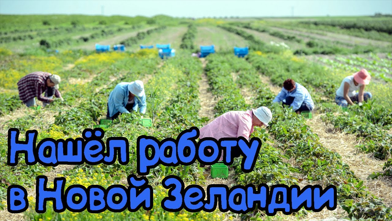 Как уехать заграницу. Нашёл работу в Новой Зеландии. Работа на Ферме