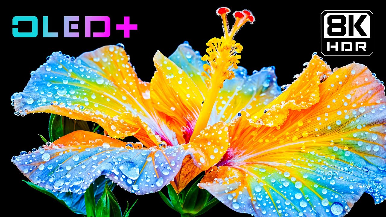 BEST OLED TEST – Heavenly Blossoms Flower in 8K HDR | Dolby Vision™
