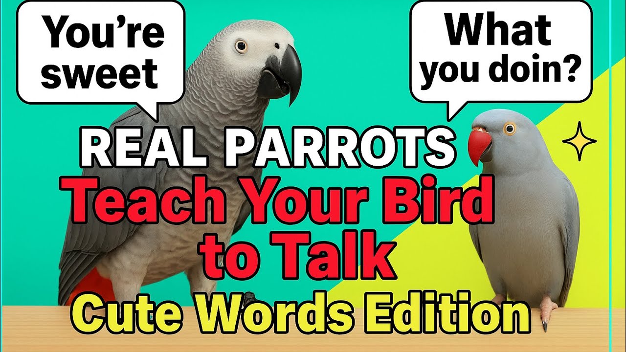 REAL PARROTS Teach Your Bird to Talk! 🦜 2H Cute Words Talking Ringneck & African Grey Training 