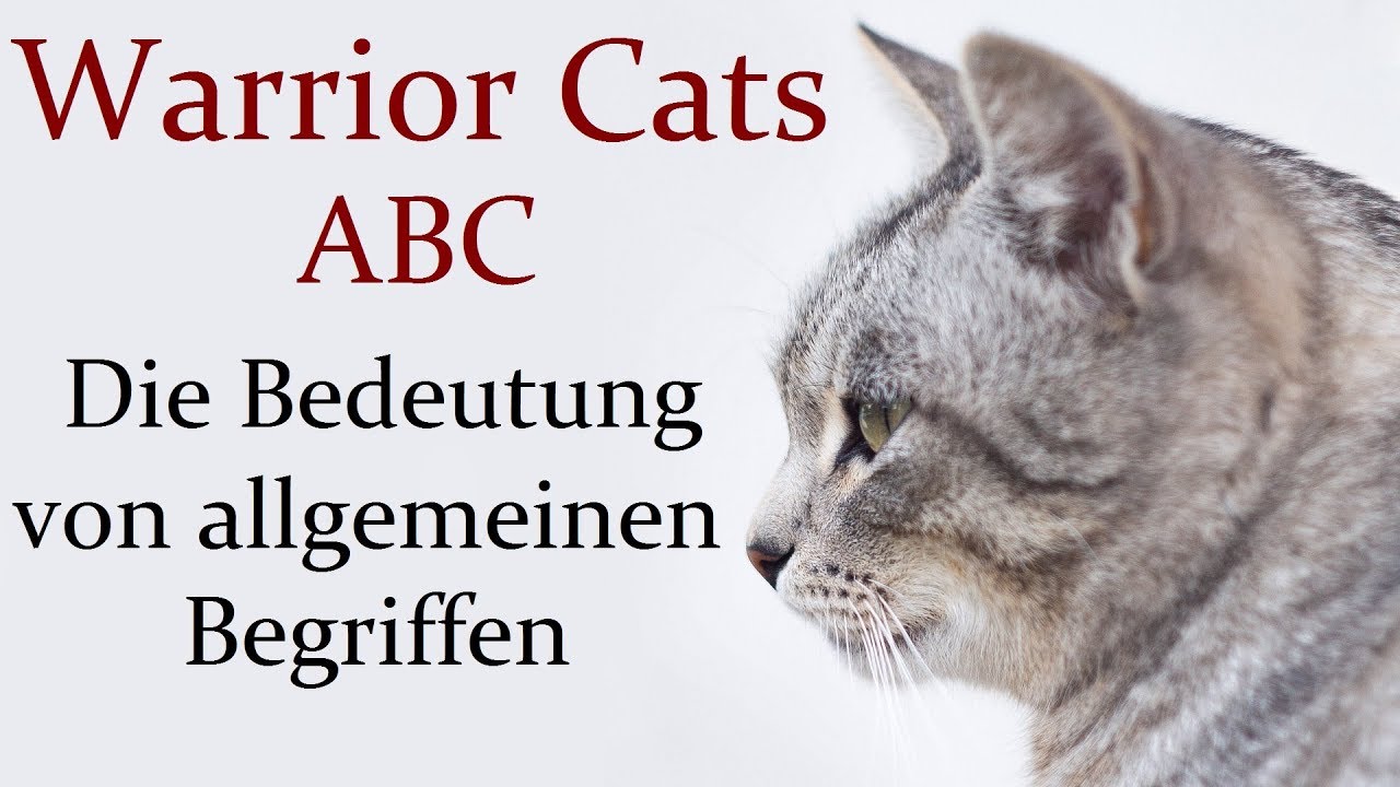 Begriffe aus Warrior Cats erklärt (1/2): Allgemeine Begriffe