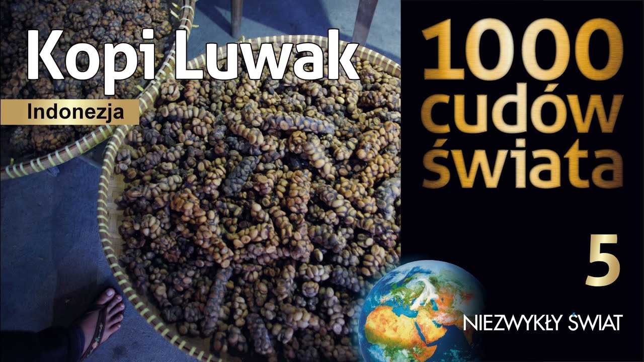 1000 cud&oacute;w świata - Kopi Luwak / Jedna z droższych kaw na świecie  - Lektor PL