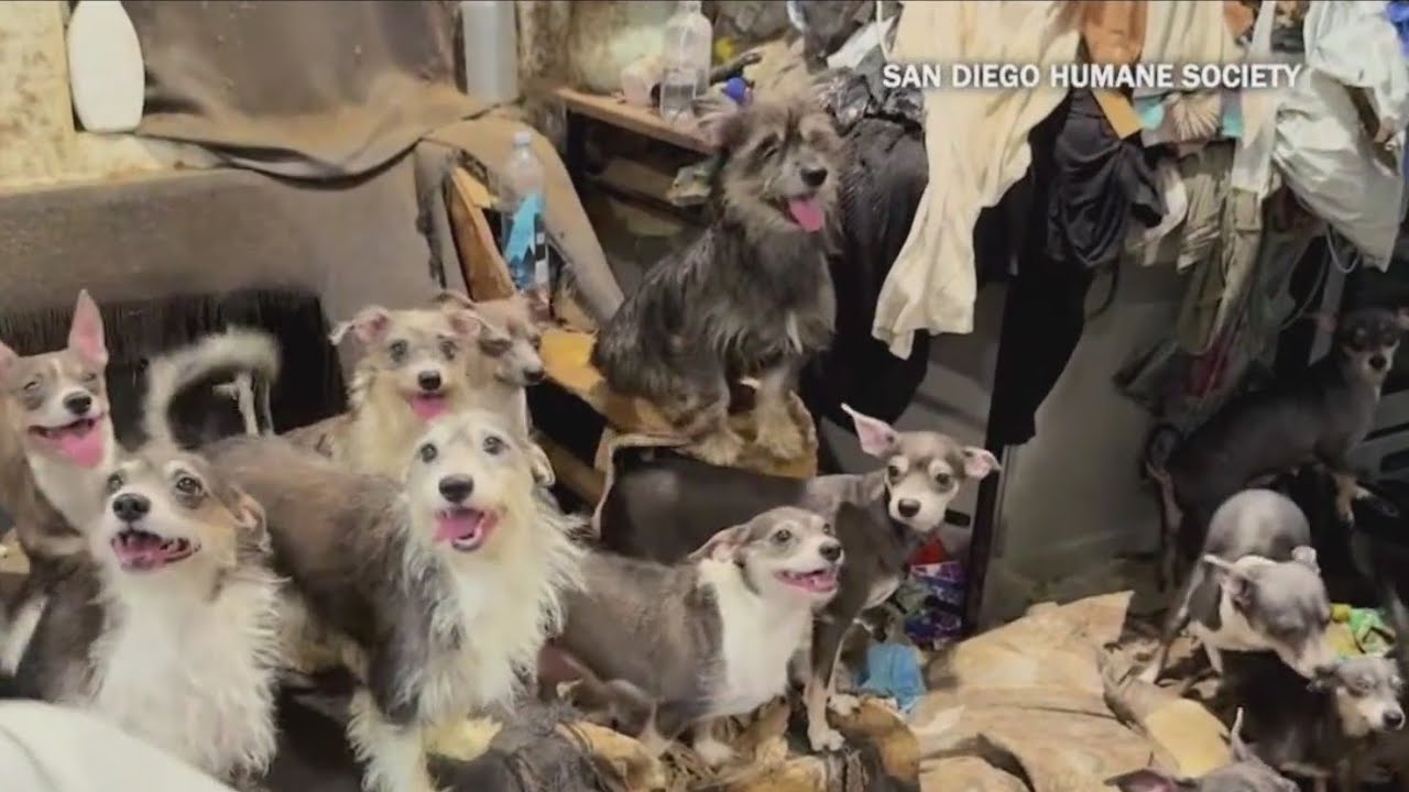 40 dogs rescued in La Mesa now up for adoption