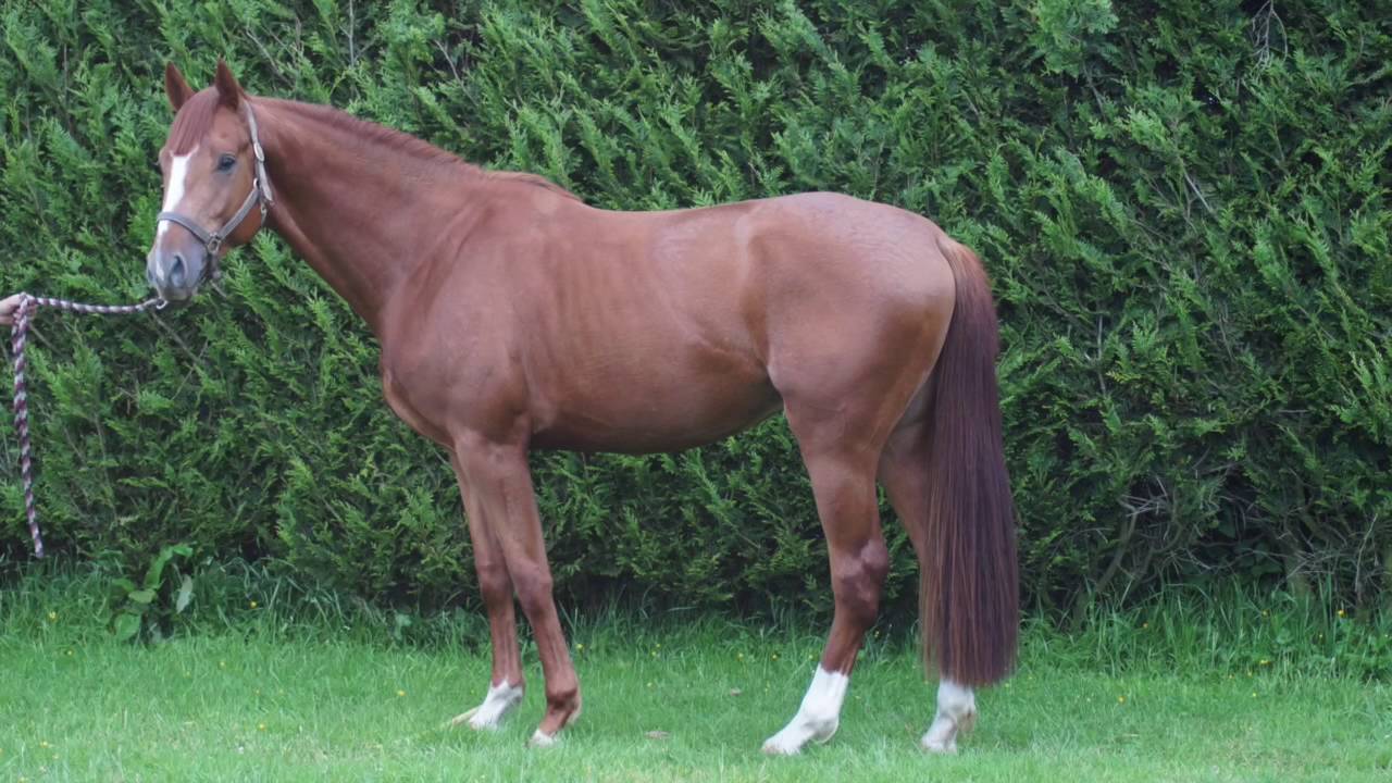 Poulains 3 ans 2016
