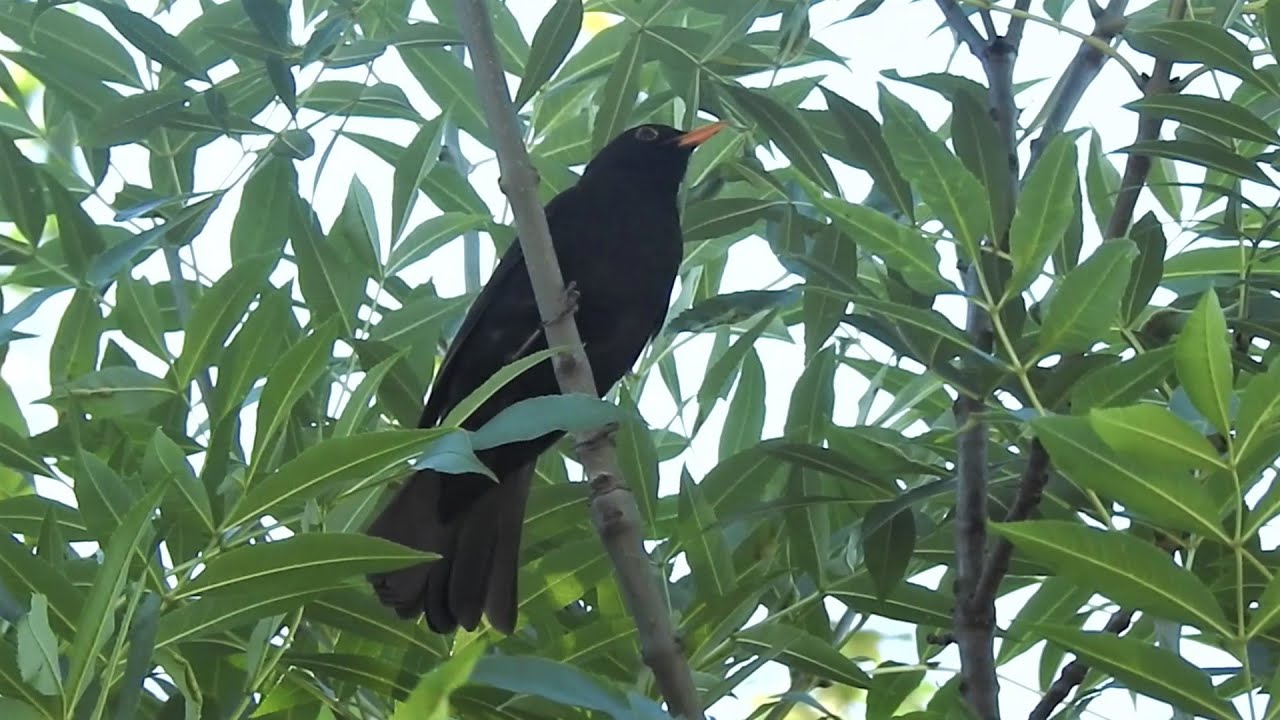 Il super canto del Merlo maschio.