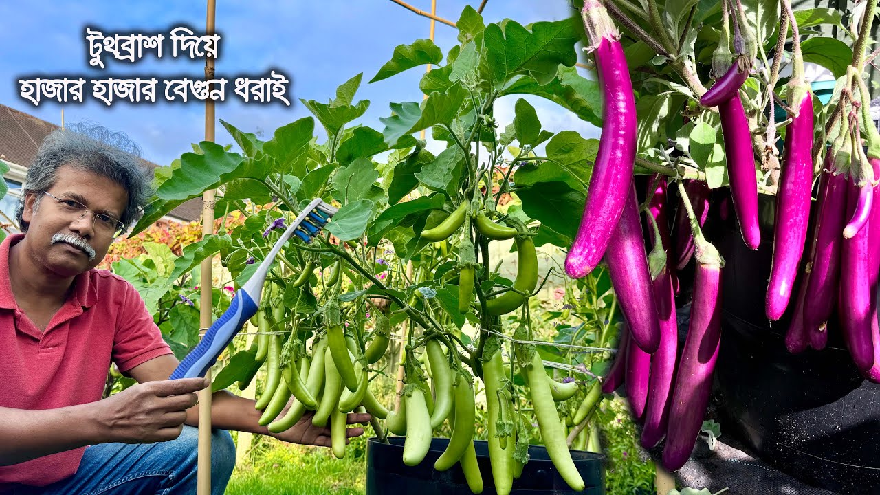সামান্য এই টুথব্রাশ থাকলে বেগুণের ফুল আর ঝরে পড়বে না